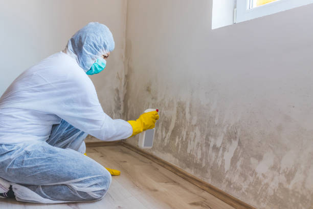 Licensed Mold Inspection And Testing service in Bristow, VA - Car Mold Remediation